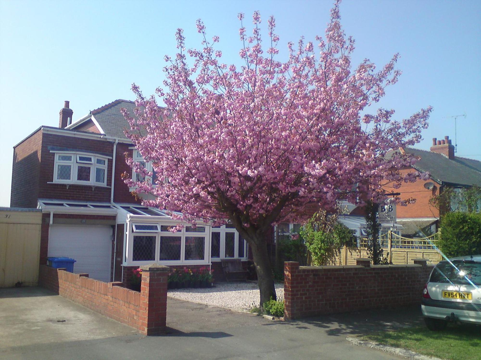 Cherry Blossom Guest House Whitby Luaran gambar